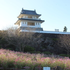 逆光気味のコスモスと竹崎城址展望台