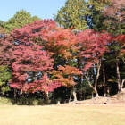 本丸北土塁上の紅葉