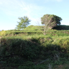 陣ノ内城本郭の土塁北東部