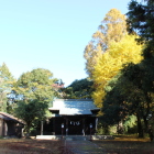 北の丸の大イチョウ