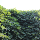 夏草葛に覆われた城域