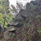 ホウヅキ段から見る本丸石垣