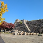 修復工事中の石垣と銀杏