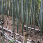 竹林となっている腰曲輪