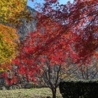 紅葉の散歩道と本丸石垣
