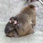 ⑩	お母ちゃ～ん！（母は忙しい）