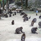 ⑨	B群の猿の群れ