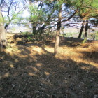 東側の土塁状の高まり