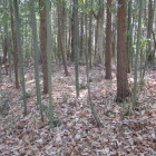 土塁状の南に広がる平坦地