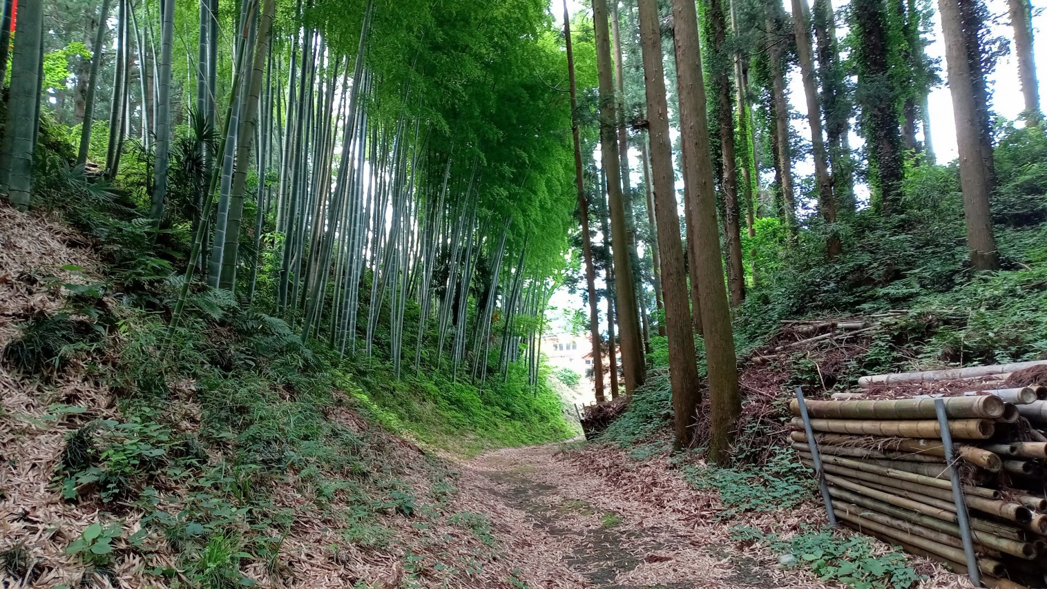 保育園西側の空堀