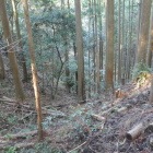 林業用の道かな