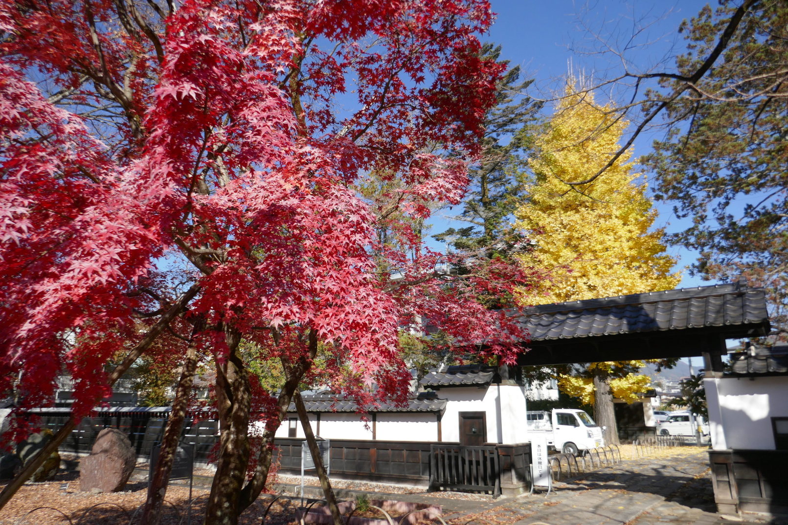 イチョウと紅葉