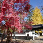 イチョウと紅葉