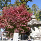 本丸跡　長姫神社