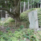 栗原連理のサカキ