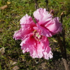 ちょっとだけ咲いている