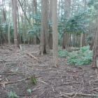 尾根は郭のように続いている