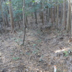 林業が作ったと見られる道