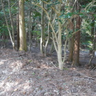 特に遺構は見当たらず