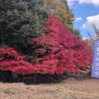 登城口にある紅葉