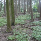 栗原城跡の土塁