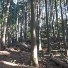 尾根を登って行く