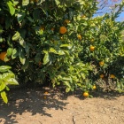 みかんがなってる