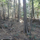 北側　これも林業だろう