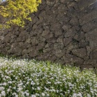 「しゃが」はが咲いている