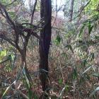 椿尾下城（激ヤブ状態の主郭）