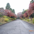 宮内庁北側法面通りも紅葉が一杯