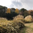 北の丸公園内秋の風情