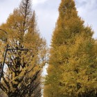 外苑イチョウ並木の黄金色を縦構図で