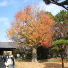 乾門手前の紅葉