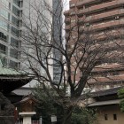 金王桜冬枯れ状態