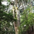 摩尼殿と食堂の中間に在る大杉