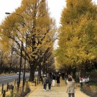 外苑イチョウ並木の黄金色