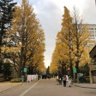 青山学園大学校内のイチョウ並木の黄金色
