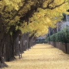 外苑イチョウ並木の黄金色の銀杏じゅうたん