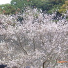 四季桜、冬桜満開