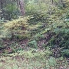 林道行き止まり