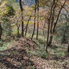 西の丸西側の畝状竪堀