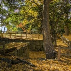 詰丸北側の虎口、銀杏で黄色く染まる