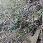 藪の中に残る石垣