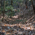 西の丸下の竪堀