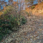 埋まった堀切と土橋