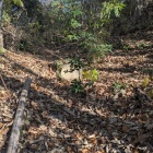 五重堀切の最初の一条、獣避けが設置