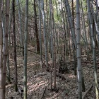 この先が主郭部のはず