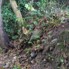 西側曲輪の石垣