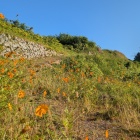 キバナコスモスが咲く